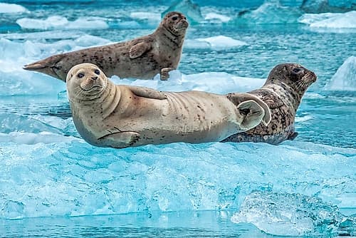 Harbor Seal-LeConte Bay-Alaska-USA Art Print